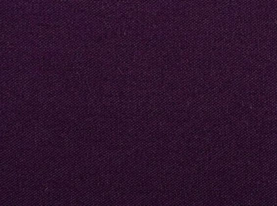 Purple Iris